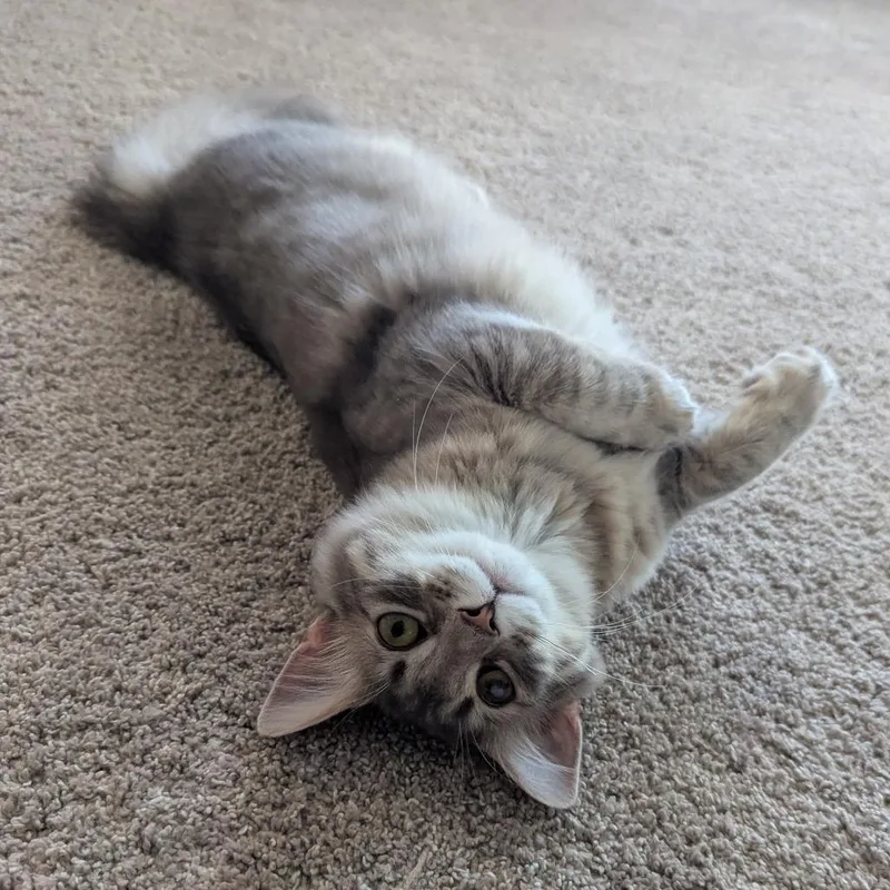 Jaspurr thumbnail 3