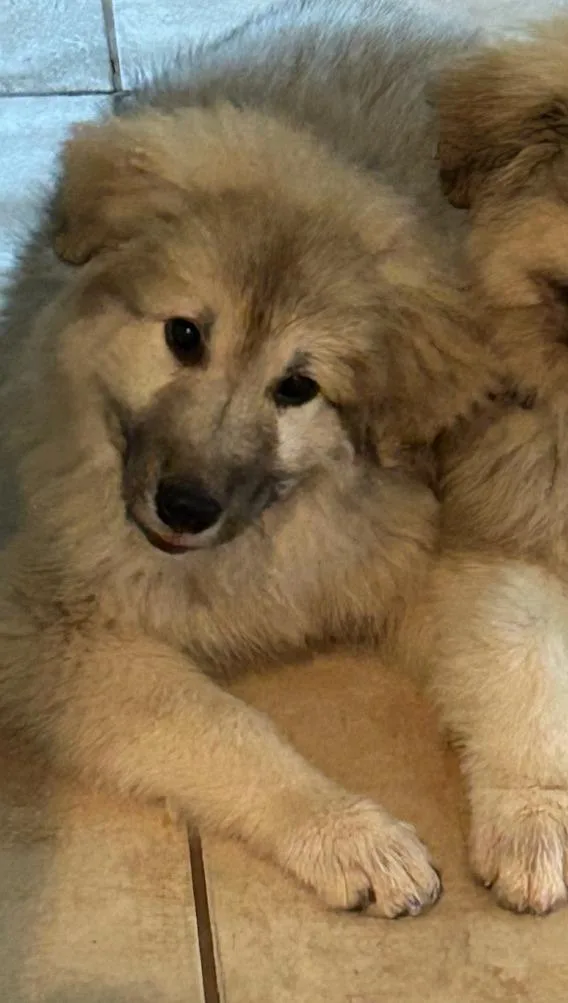 A young large-sized female Yellow / Tan / Blond / Fawn Great Pyrenees dog named Teeny for adoption in Shingle Springs, CA