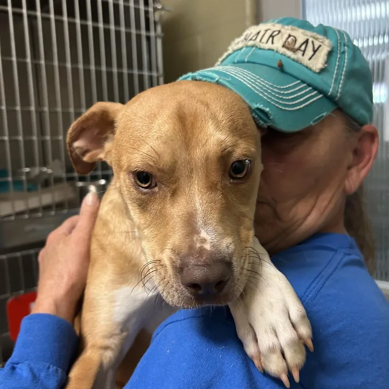 A baby small-sized male Apricot / Beige Mixed Breed dog named Troy for adoption in Hamilton, GA