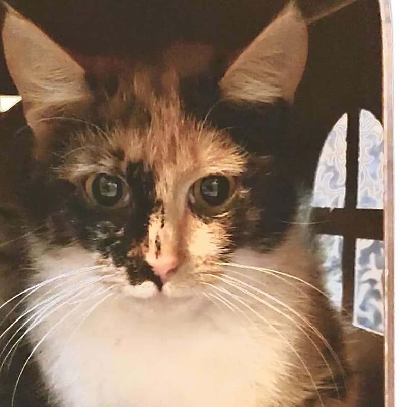 A young medium-sized female Calico Domestic Short Hair cat named Buffy for adoption in Manheim, PA