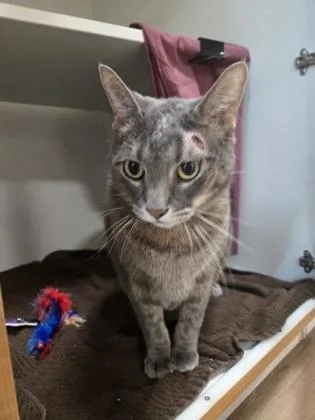 An adult small-sized male Domestic Short Hair cat named Monte for adoption in Savannah, GA