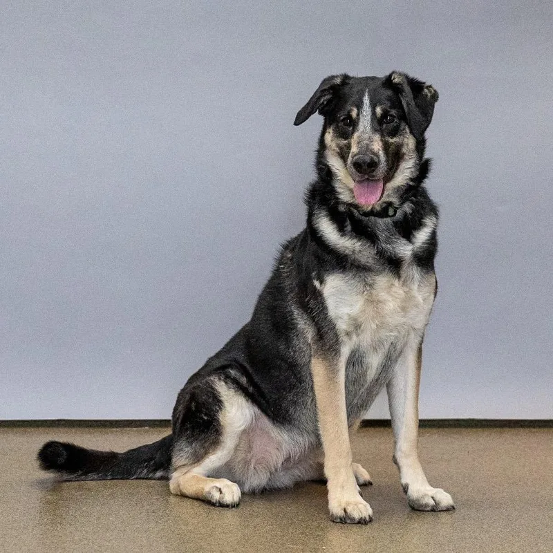 An adult medium-sized female Black German Shepherd Dog dog named Lexi for adoption in Council Bluffs, IA