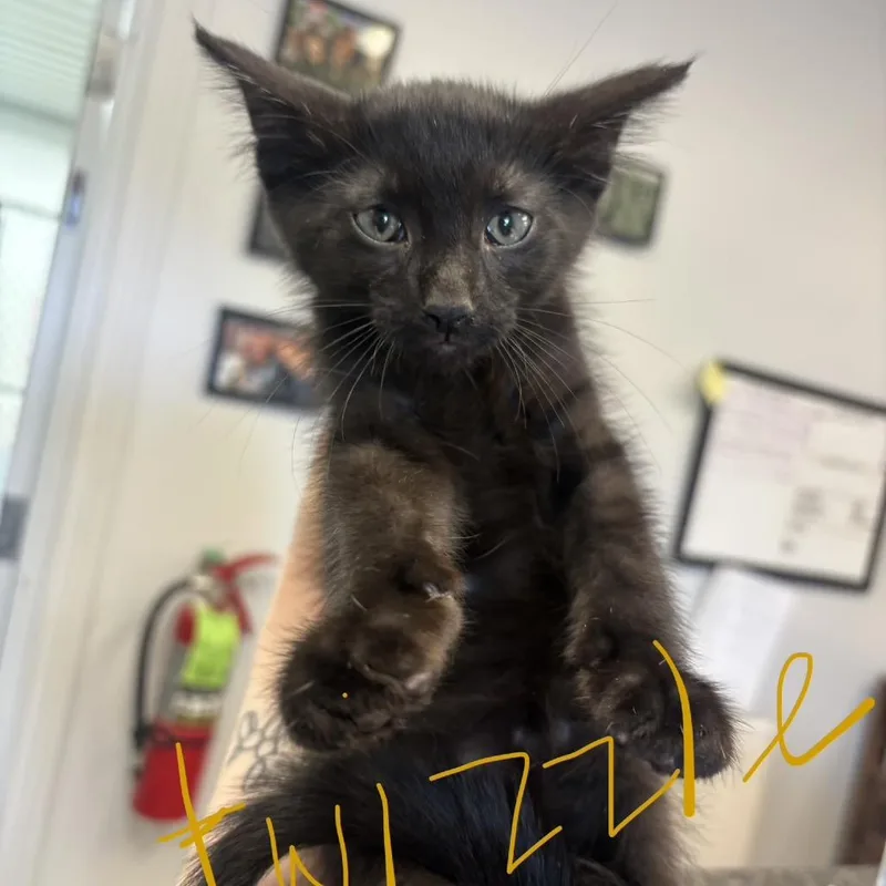 A baby small-sized male Black Domestic Short Hair cat named Twizzle for adoption in Morganfield, KY