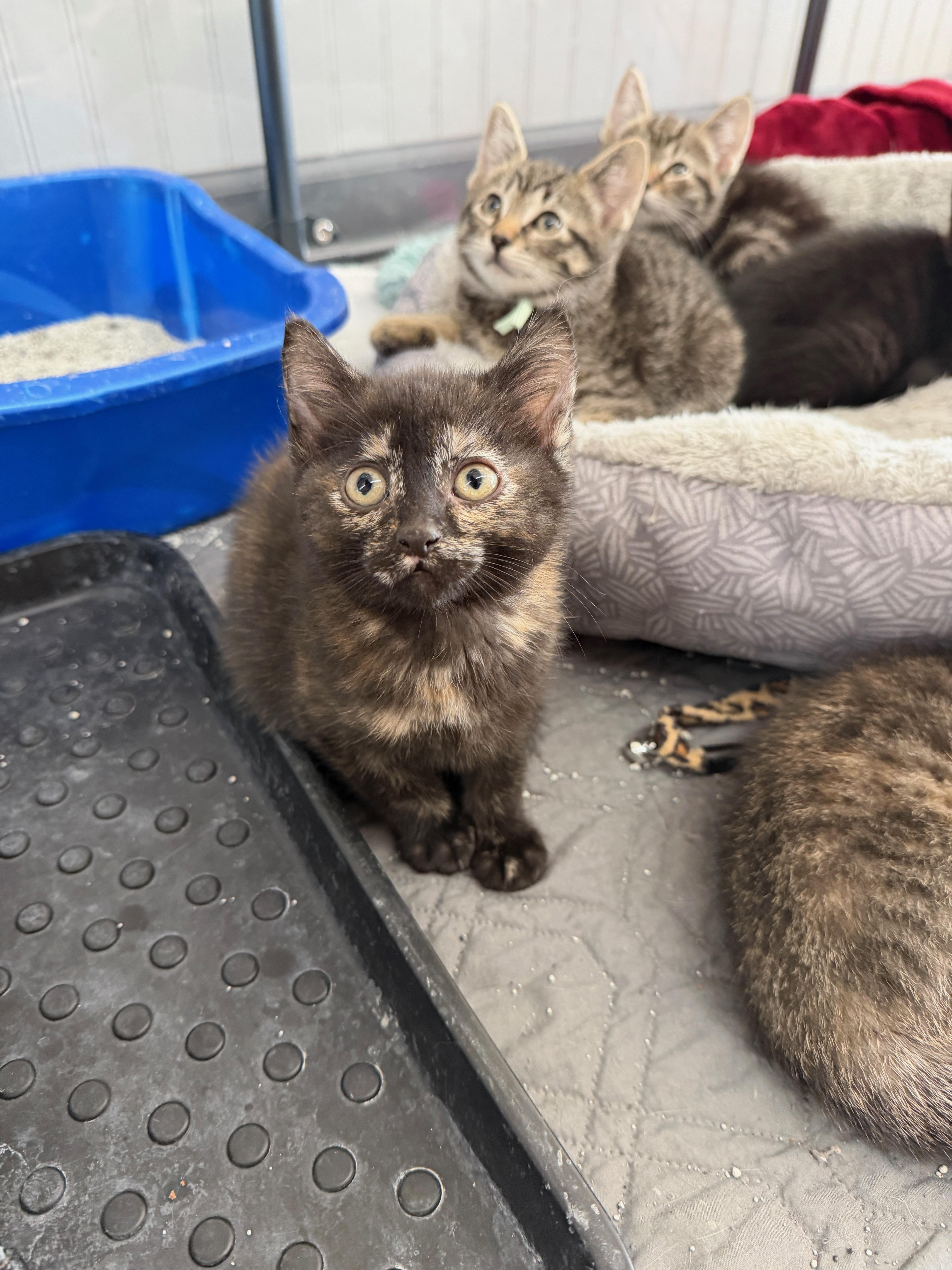 A baby small-sized female Tortoiseshell Domestic Short Hair cat named Nettle for adoption in Wayland, MI