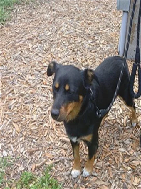 A young medium-sized male Rottweiler dog named Roddy for adoption in Fort Lauderdale, FL
