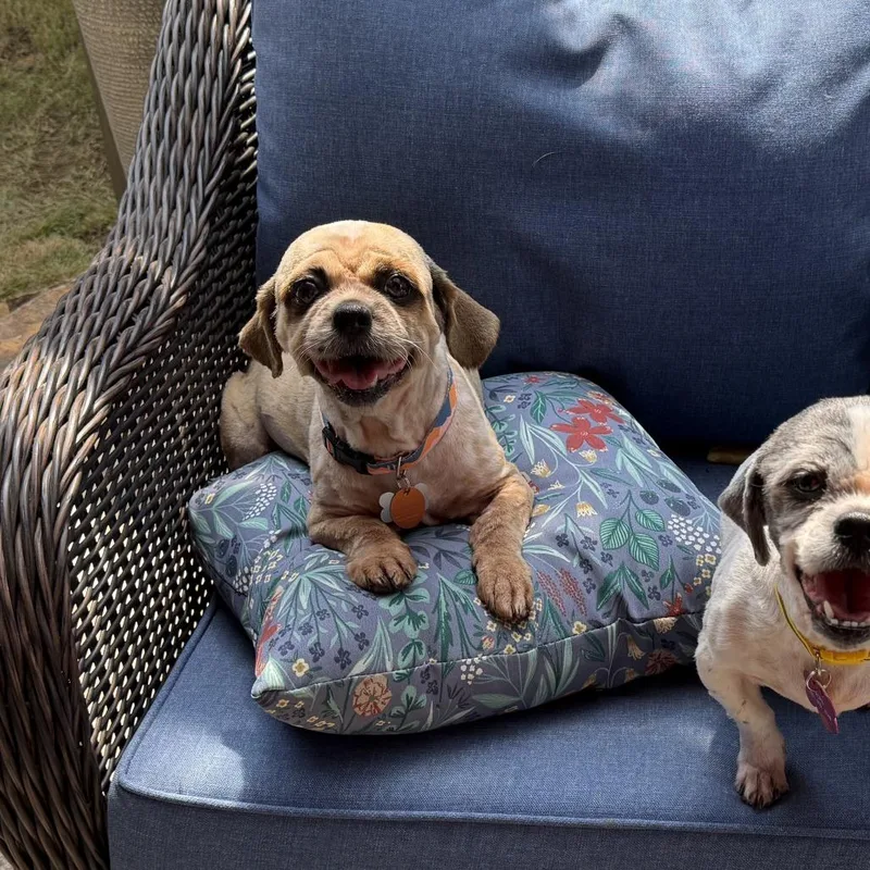 A senior small-sized female Red / Chestnut / Orange Shih Tzu dog named Roxy Ann for adoption in Bessemer, AL