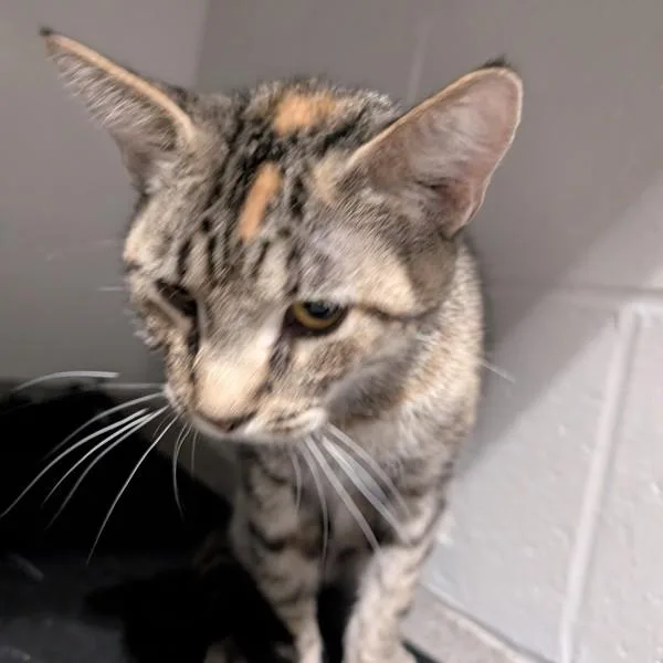 A young medium-sized female Domestic Short Hair cat named Tiffany for adoption in Des Moines, IA