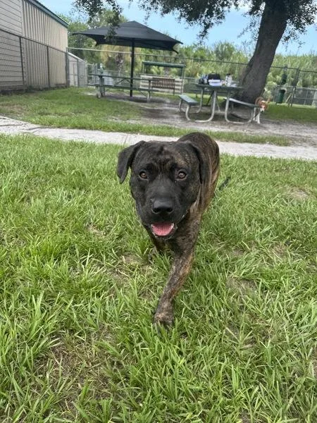 An adult medium-sized male Mixed Breed dog named M.j. for adoption in Melbourne, FL