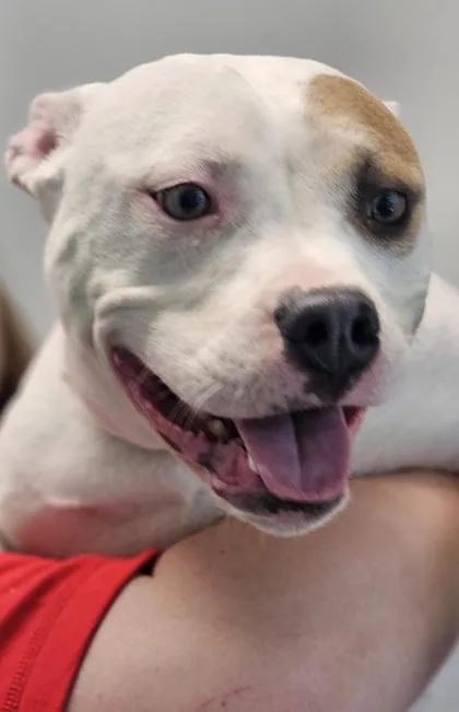 An adult large-sized female Mixed Breed dog named Aurora for adoption in West Chester, PA
