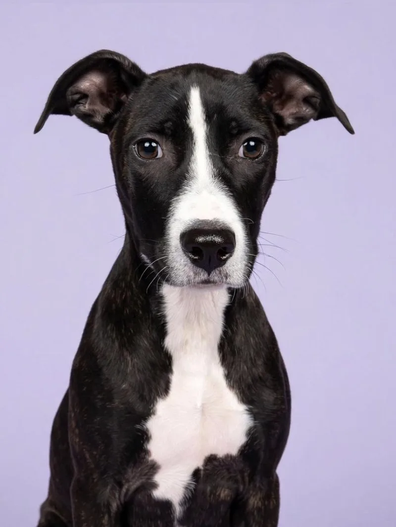 A young medium-sized female Terrier dog named Hattie for adoption in Gulfport, MS