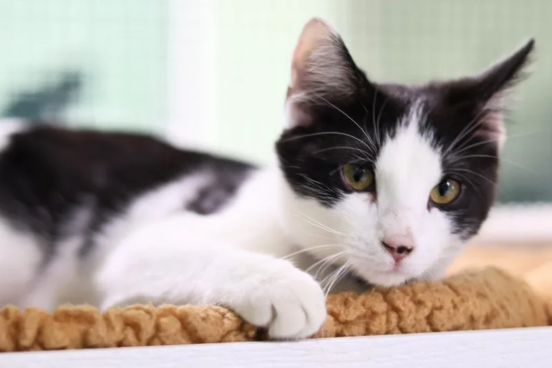 Habanero thumbnail 2