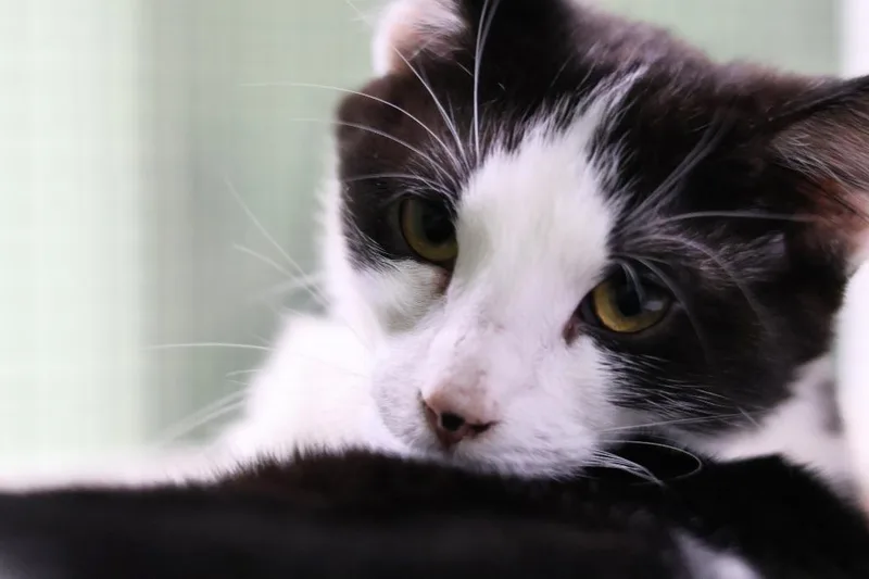 Habanero thumbnail 3