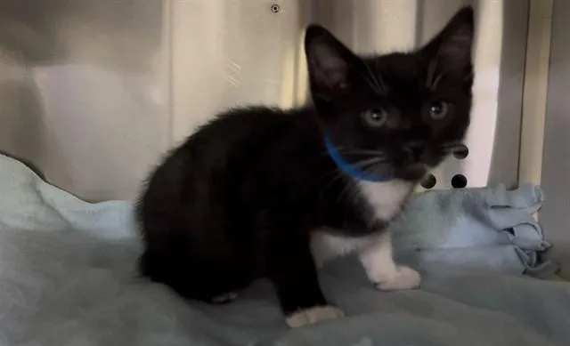 A baby small-sized male Domestic Short Hair cat named Martin for adoption in Rancho Cucamonga, CA