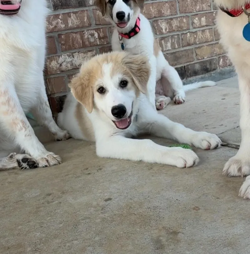 A young extra large-sized male Great Pyrenees dog named Theo for adoption in Garland, TX