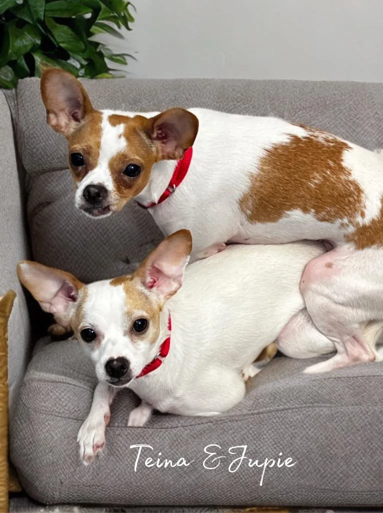 Teina  Jupie thumbnail 2