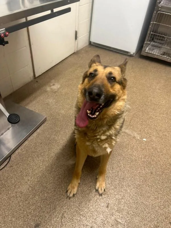 An adult medium-sized male Brown / Chocolate German Shepherd Dog dog named Anubis for adoption in Fruit Heights, UT