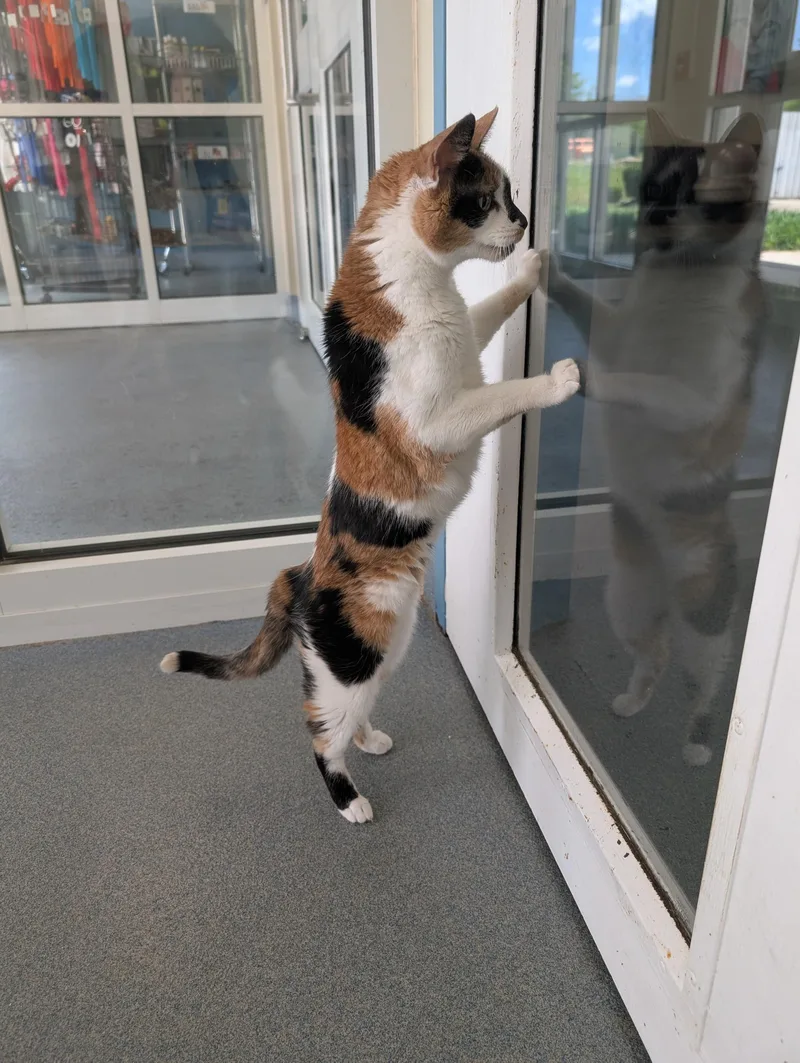 A senior small-sized female Calico Domestic Short Hair cat named Lacey for adoption in Suffolk, VA