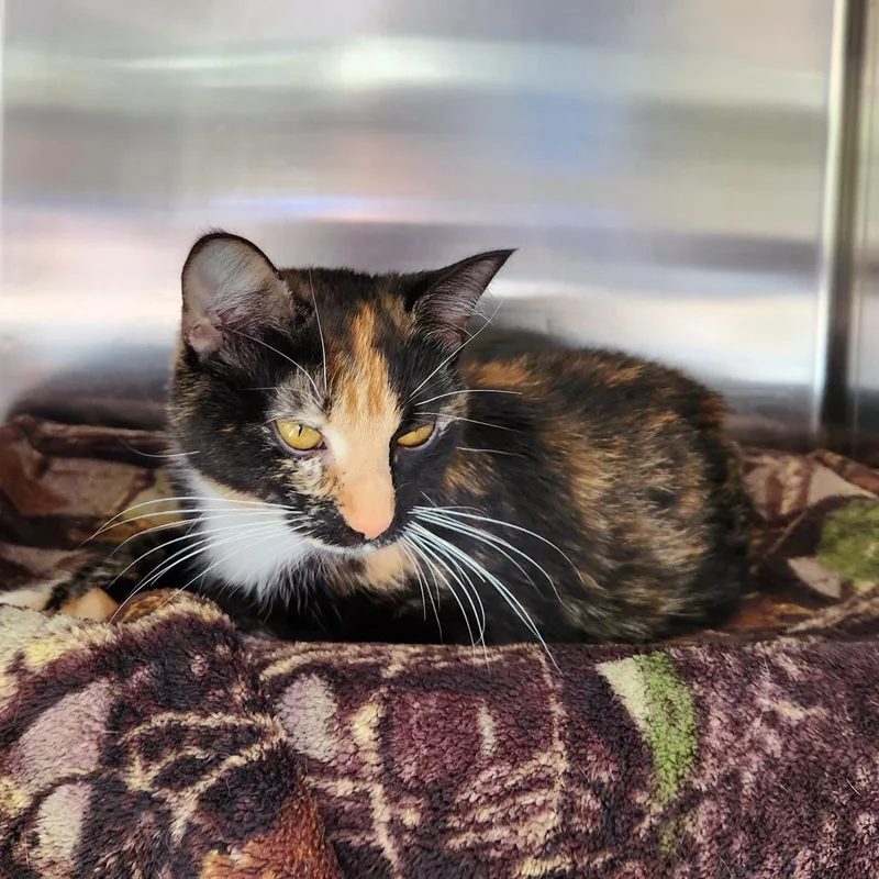 A young medium-sized female Calico Domestic Short Hair cat named Abbey Bominable for adoption in Grand Rapids, MI