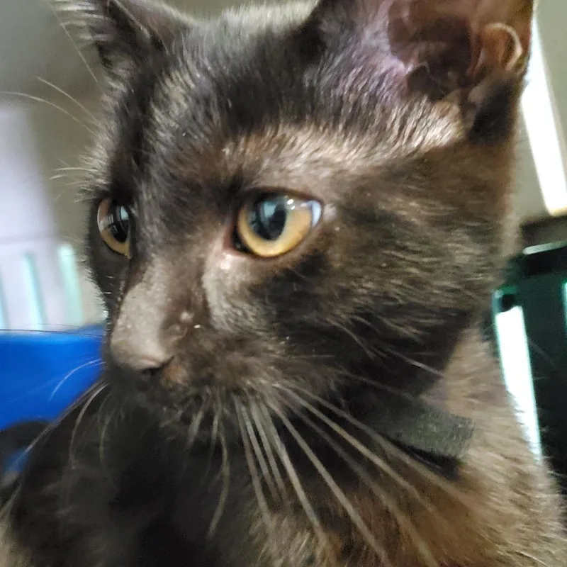 A baby medium-sized male Black Domestic Short Hair cat named Cooper for adoption in PITTSBURGH, PA