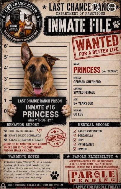 A senior large-sized female Black German Shepherd Dog dog named Princess aka Trophy for adoption in Aiken, SC