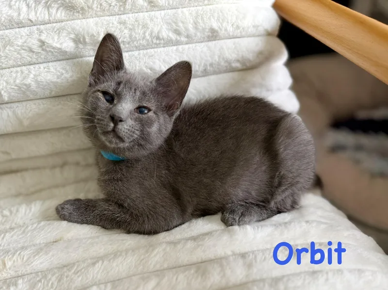 A baby small-sized male Domestic Medium Hair cat named Orbit for adoption in Lacona, NY