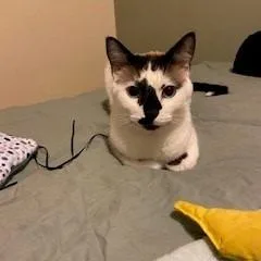 Hobbes C thumbnail 3