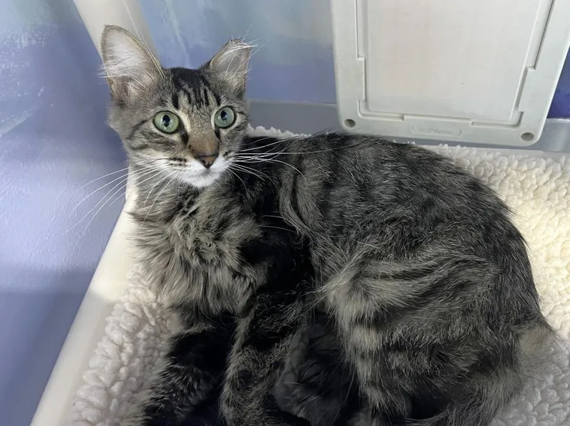 A young medium-sized female Domestic Short Hair cat named Yan Yan for adoption in Colorado Springs, CO