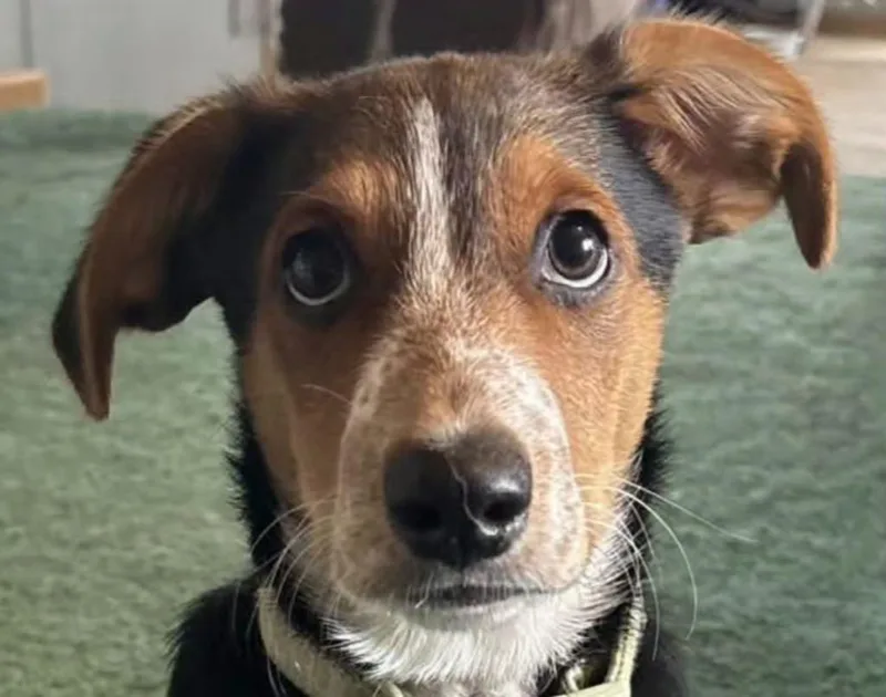 A baby medium-sized male Mixed Breed dog named Two for adoption in Olean, NY