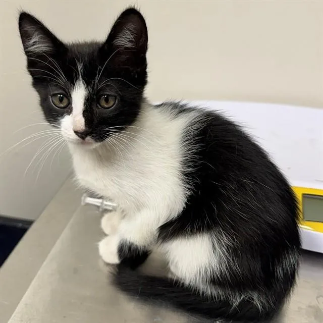 A baby small-sized female Domestic Short Hair cat named Tinky for adoption in Naples, FL