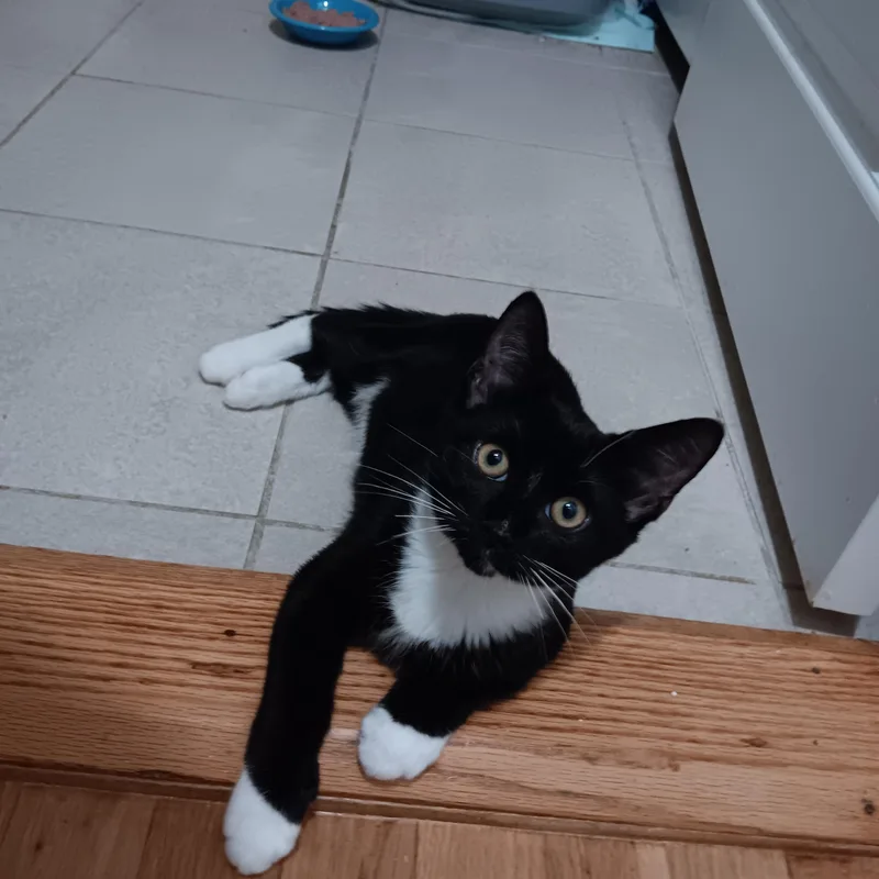 Socks thumbnail 2