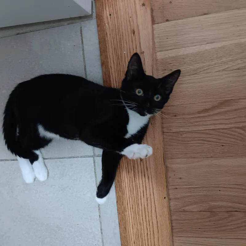 Socks thumbnail 3