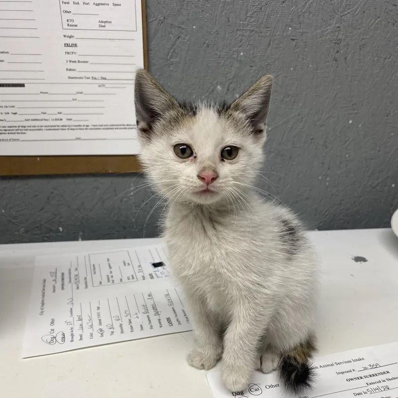 A baby small-sized female Calico Domestic Short Hair cat named Presley for adoption in Houston, TX