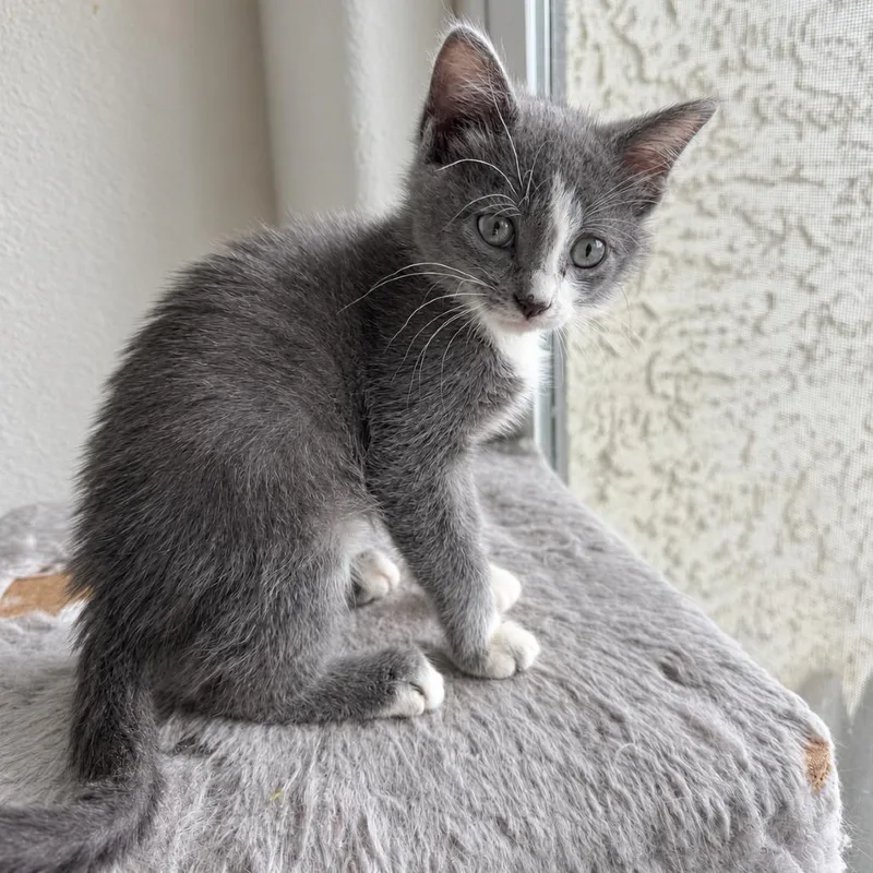 A baby small-sized male Gray / Blue / Silver Domestic Short Hair cat named Xeric for adoption in Austin, TX