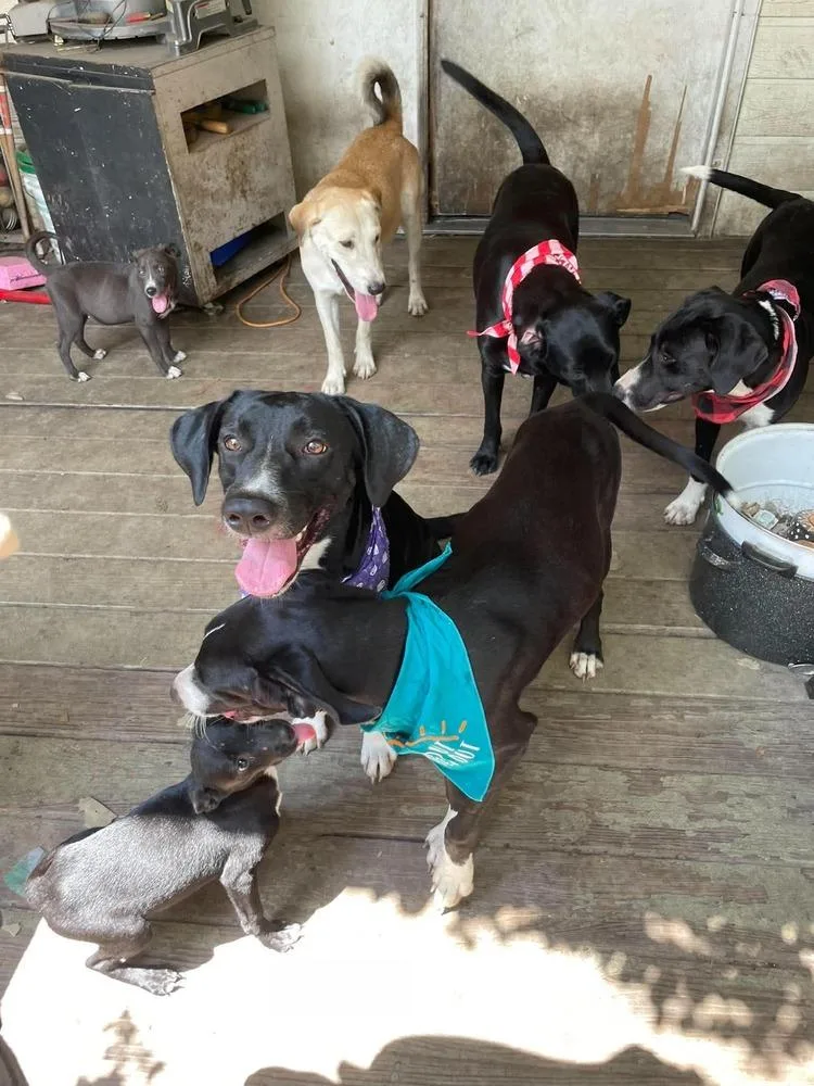 An adult large-sized female Labrador Retriever dog named Sully for adoption in Silsbee, TX