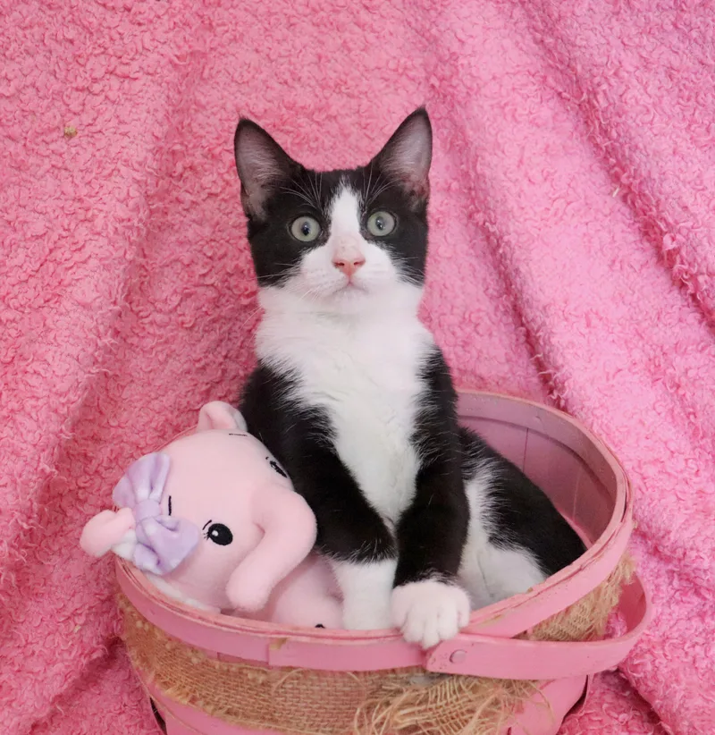 A baby medium-sized female Black & White / Tuxedo Tuxedo cat named Fiona for adoption in Saint Augustine, FL