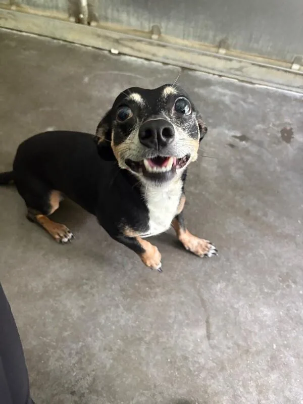 An adult medium-sized male Black Chihuahua dog named Tom for adoption in Burgaw, NC