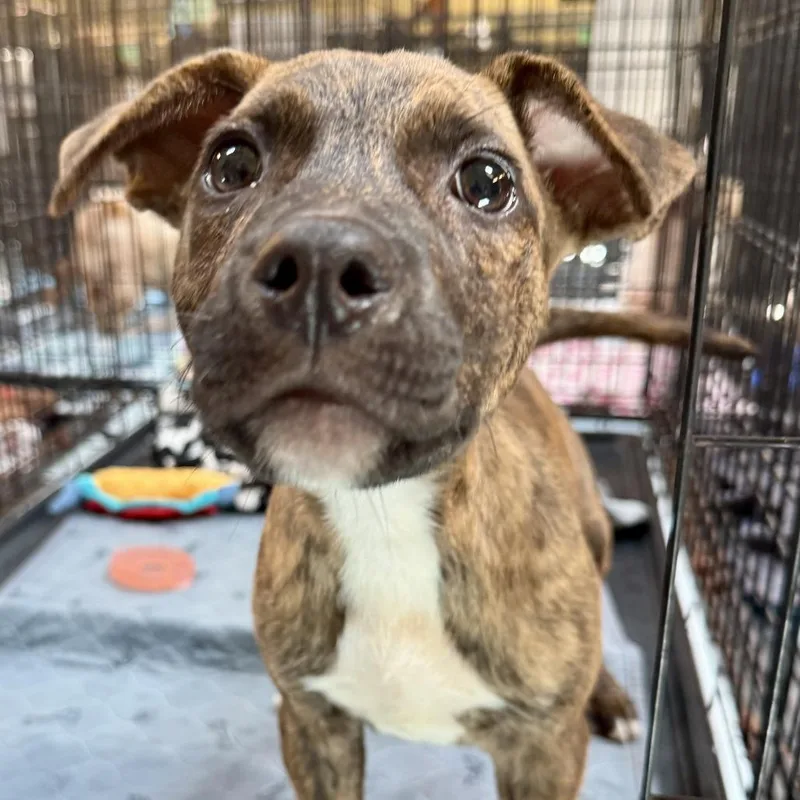 A baby small-sized male Brindle Mixed Breed dog named Scout for adoption in Hinsdale, IL