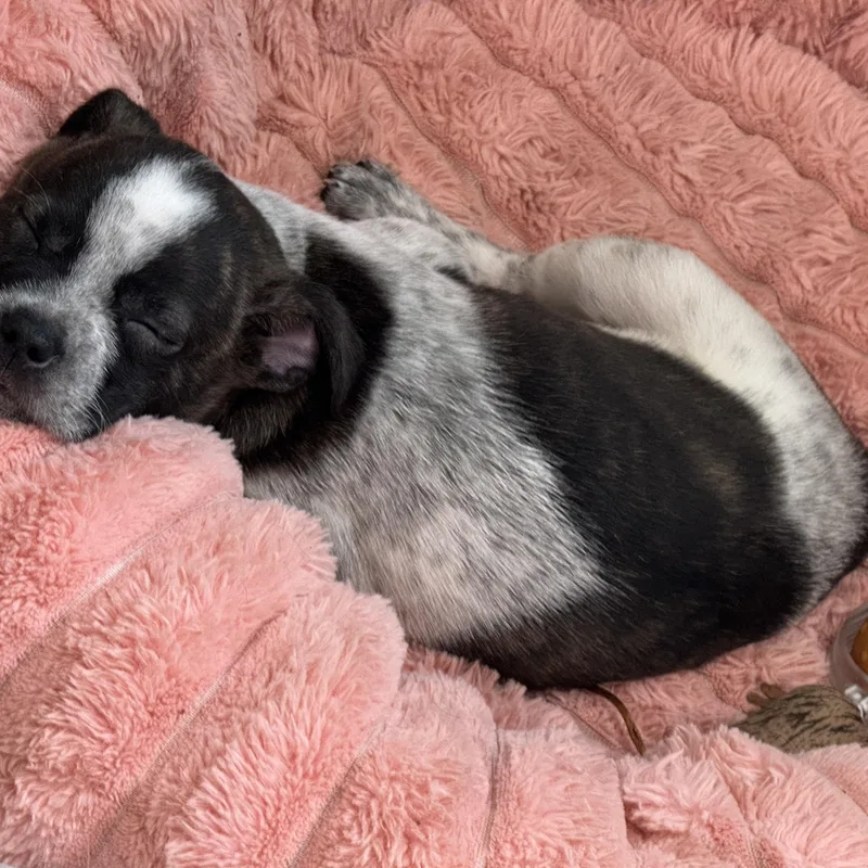 A baby small-sized female White / Cream Boston Terrier dog named Basil for adoption in Baker, LA