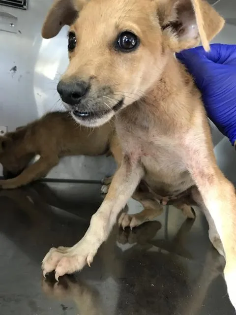 A young small-sized male Mixed Breed dog named Niko for adoption in Dallas, TX