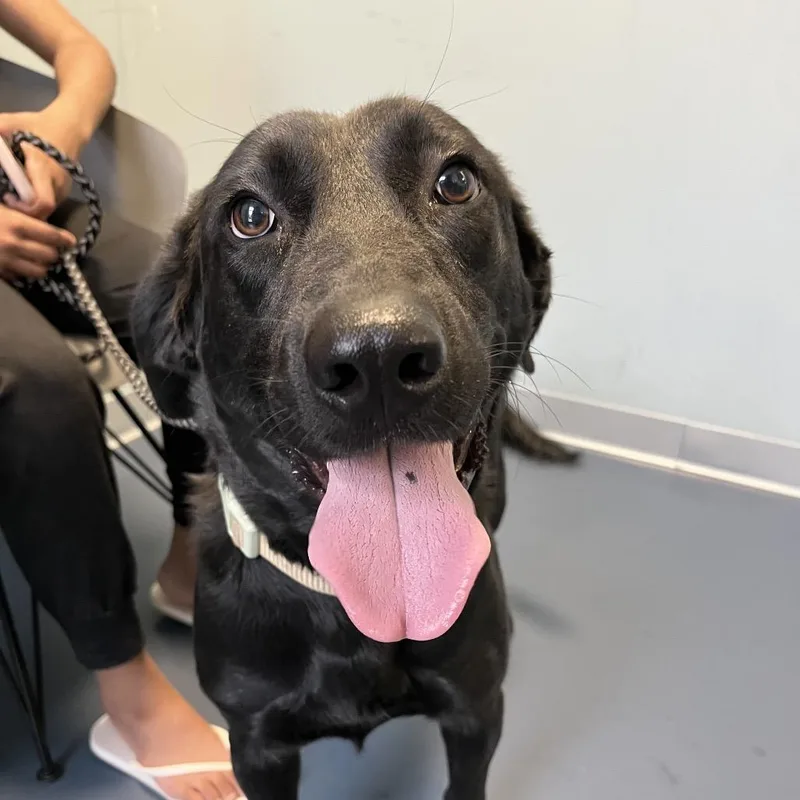 An adult medium-sized male Black Labrador Retriever dog named Patrick for adoption in Greensboro, NC