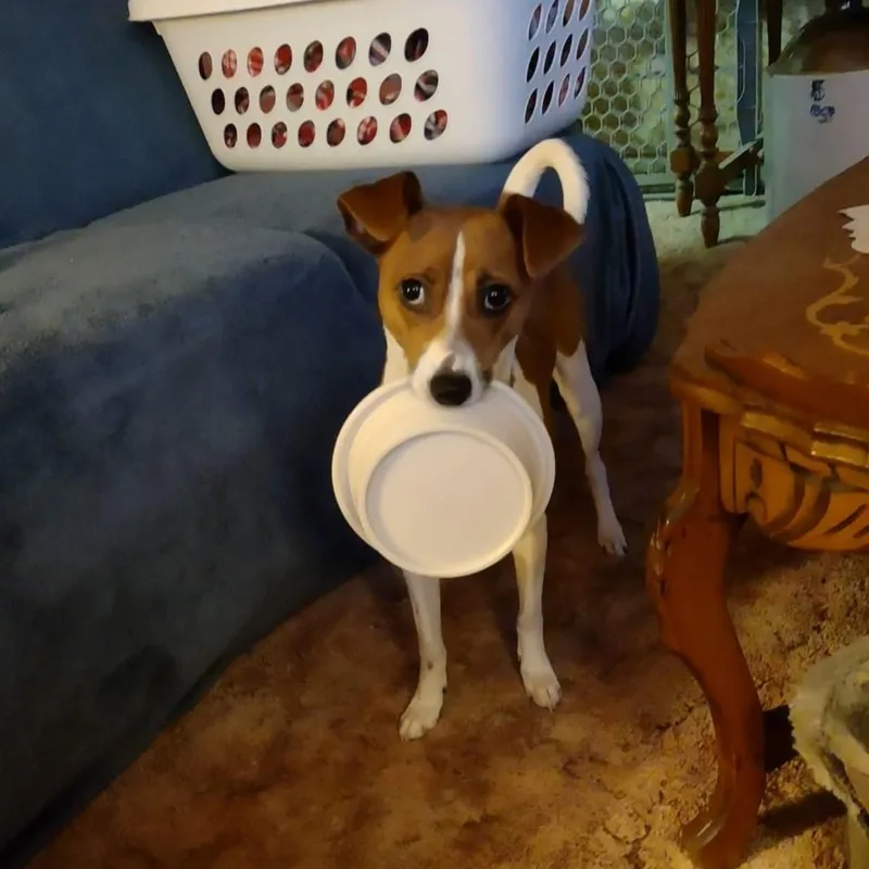 An adult small-sized female Jack Russell Terrier dog named Katie Courtesy Listing for adoption in Midland, MI
