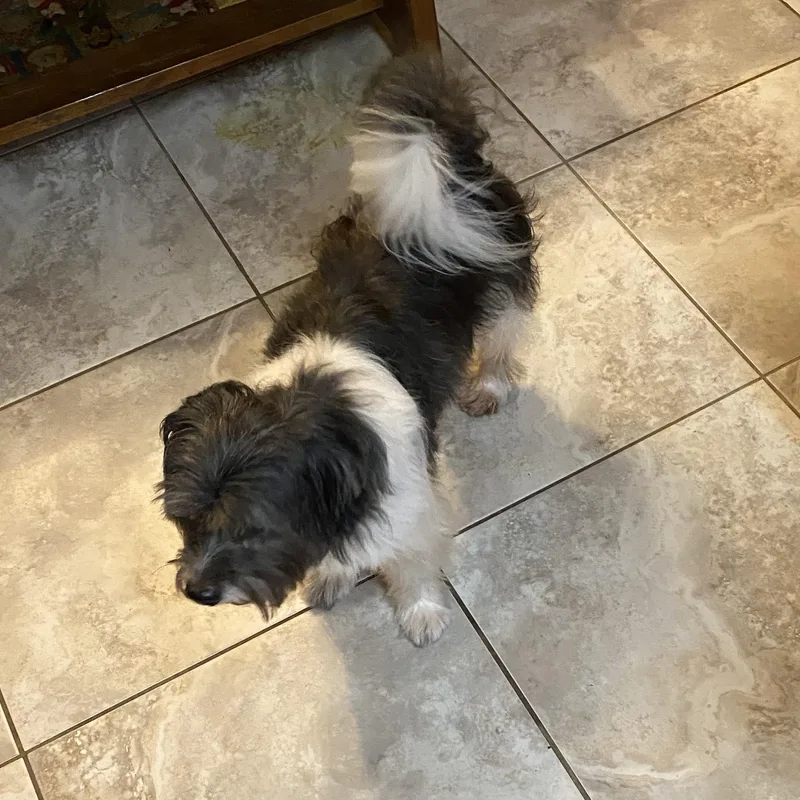 Gizmo And Gretta thumbnail 3