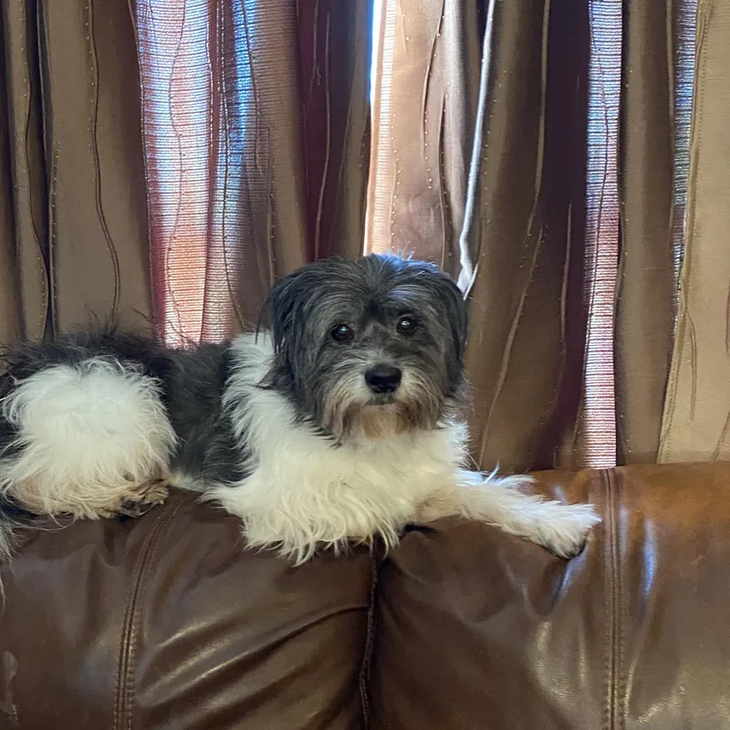 Gizmo And Gretta thumbnail 4