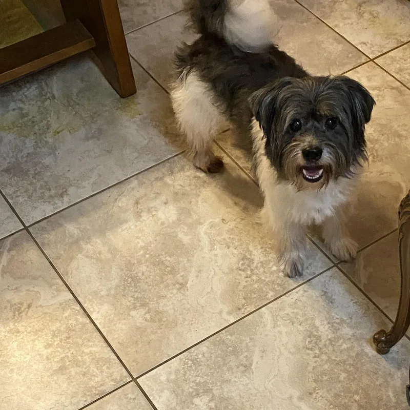 Gizmo And Gretta thumbnail 6