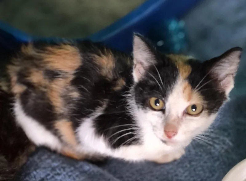A baby small-sized female Domestic Short Hair cat named Drizzle for adoption in Lynchburg, TN