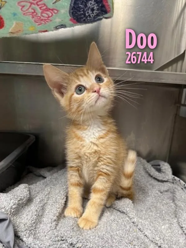 A baby small-sized male Domestic Short Hair cat named Doo for adoption in Oak Ridge, TN