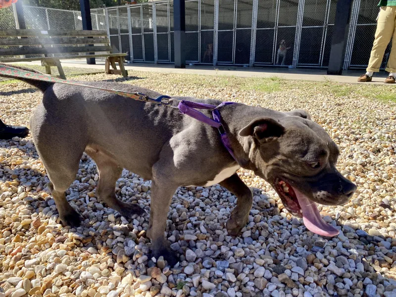 A young medium-sized female Gray / Blue / Silver Pit Bull Terrier dog named Zuri for adoption in King George, VA