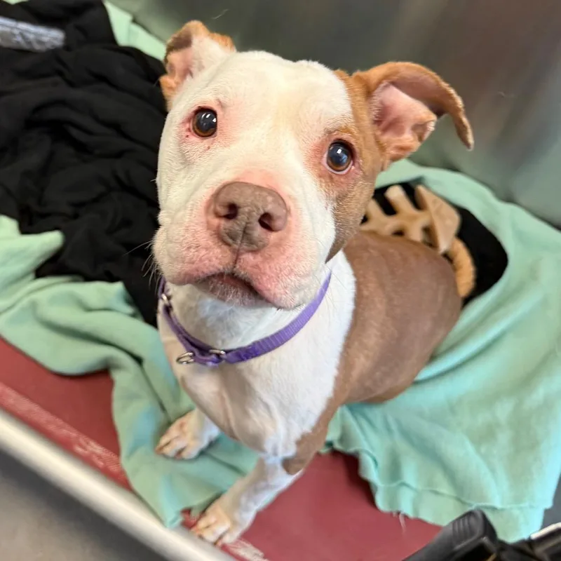 An adult medium-sized female White / Cream Mixed Breed dog named Dorothy for adoption in Pittsburgh, PA