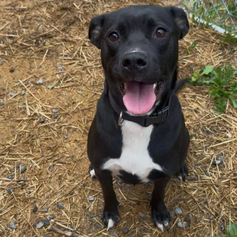 An adult medium-sized female Black Australian Cattle Dog / Blue Heeler dog named Cleo for adoption in Fairmont, WV