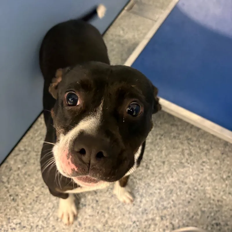An adult medium-sized female Black Pit Bull Terrier dog named Annie for adoption in Manhattan, KS